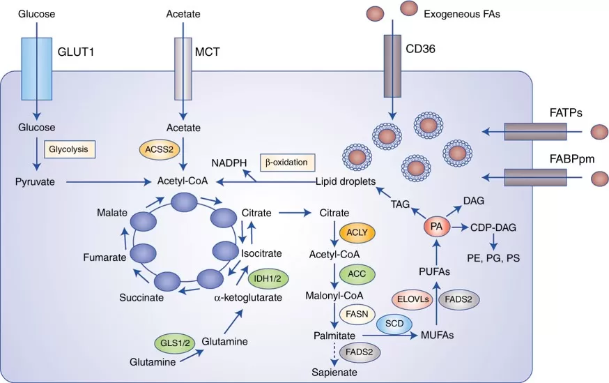 Overview of fatty acid sources and metabolic fates including de novo lipogenesis exogenous uptake elongation desaturation and beta-oxidation